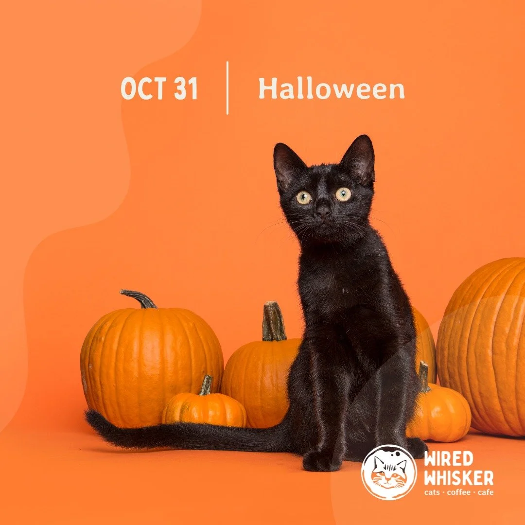 🎃😺 Happy Halloween from Wired Whisker! Today, our caf&eacute; is a little haunt of purrs and paws, where every meow is more bewitching than the last.

Drop by for a spell and sip a purr-kin spice latte while our feline friends work their magic on y