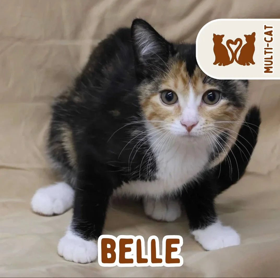 🐾 ADOPTION SPOTLIGHT: BELLE 🐾

Meet Belle, one half of a bonded pair with her sister Berry. They are a purrfect pair of 4-month-old tortie sisters ready to cuddle their way into your heart!

These two are as close as can be. Playful, affectionate, 
