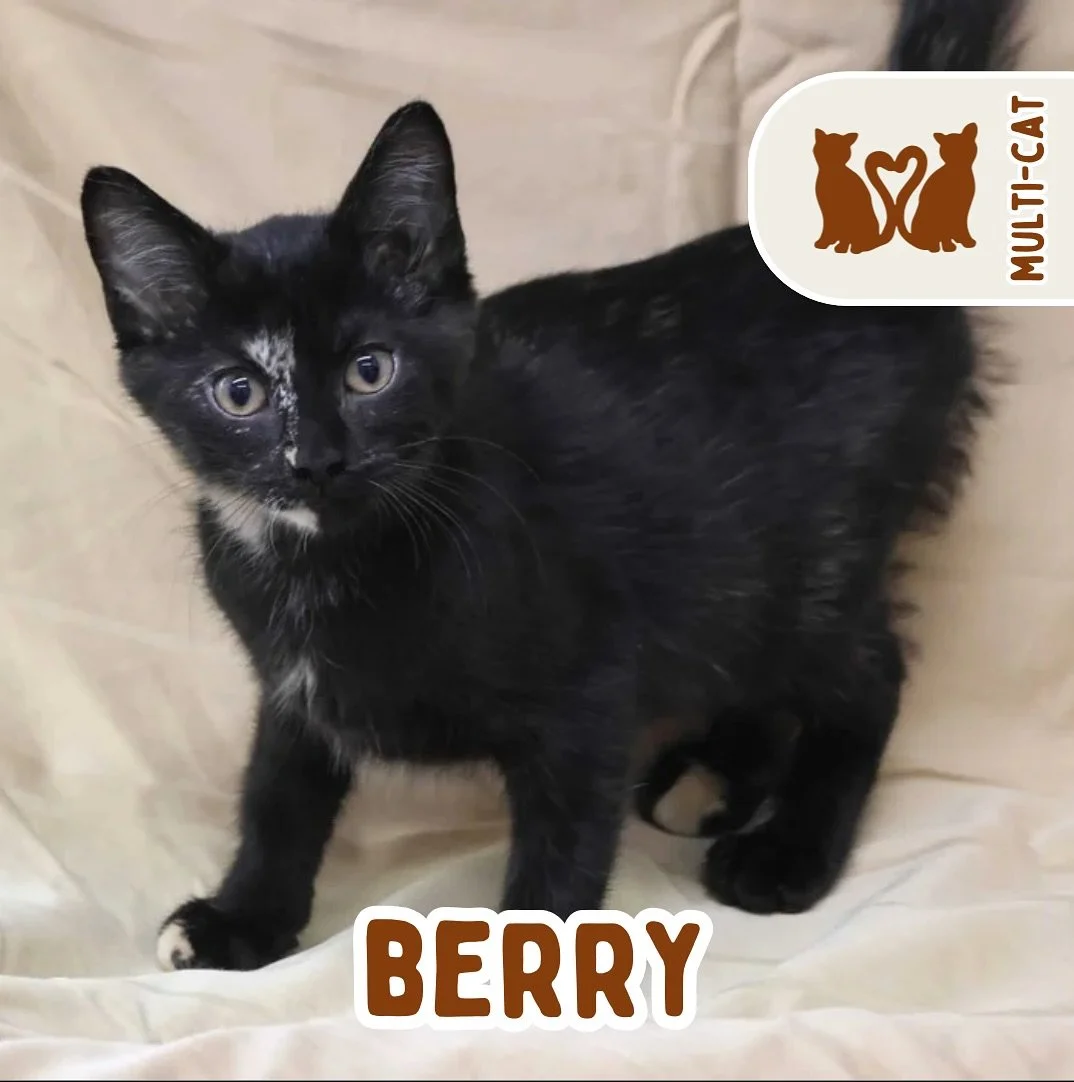 🐾 ADOPTION SPOTLIGHT: BERRY 🐾

Meet Berry, one half of a bonded pair with her sister Belle. These two are a purrfect pair of 4-month-old tortie sisters ready to cuddle their way into your heart!

These two are as close as can be. Playful, affection