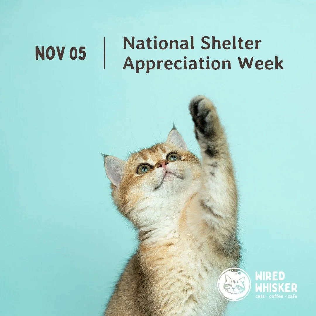 🐾✨ This National Shelter Appreciation Week, let's give a round of 'appaws' to the unsung heroes who provide refuge to animals in need! 🏠❤️ Every day, shelter staff and volunteers pour their hearts into caring for furry friends, helping them find th