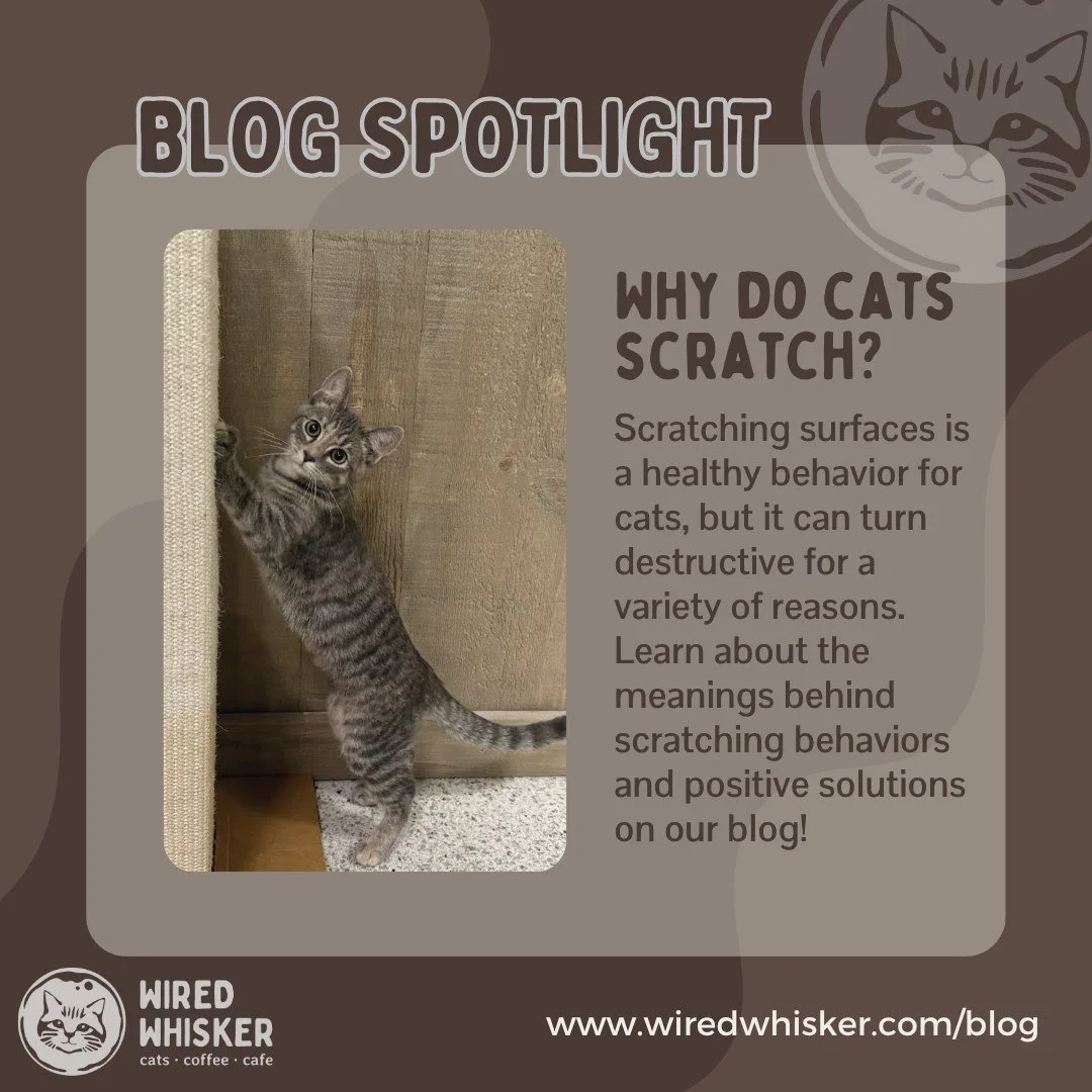 Has your cat ever scratched at a piece of your furniture, and you're unsure how to stop this behavior? Rest assured, we have some answers! 

Scratching serves a few important functions for cats, such as a tactic for stress relief or exercise. Since t