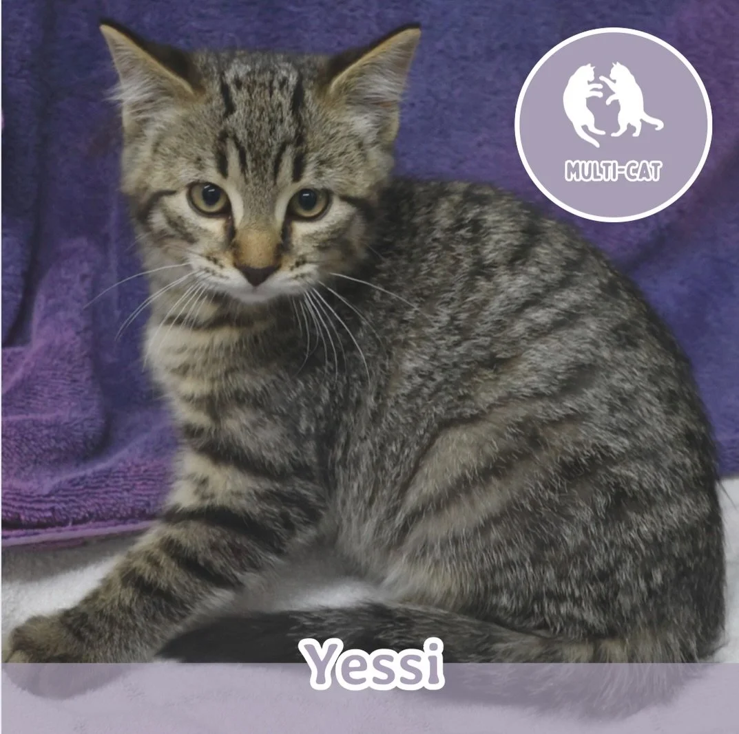 🐾 ADOPTION SPOTLIGHT: YESSI 🐾

Yessi is one of five lively siblings, Yusha, Yosie, Yilma, Ying, and himself. He&rsquo;s a spirited little guy who loves exploring, chasing toys, and tumbling around with his brothers and sisters. Full of curiosity an