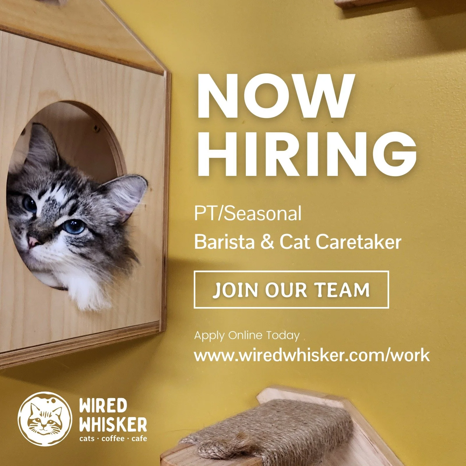 Hiring Alert! Our team of purristas is growing, and we are in search of vibrant individuals with a passion for coffee and cats that matches our own. Tag someone you think would love to work at Duluth's cat cafe! Job description and link to apply: wir