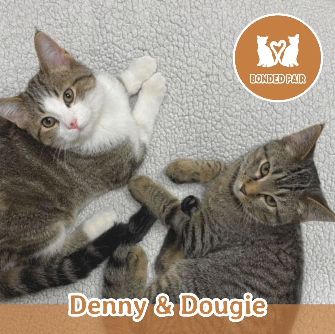 🐾 ADOPTION SPOTLIGHT: DENNY AND DOUGIE 🐾
❤️ BONDED PAIR ❤️

Denny and Dougie are 5-month-old bonded brothers who bring the perfect mix of cuddles, curiosity, and kitten mischief. These two are inseparable, whether they&rsquo;re chasing toys, tumbli