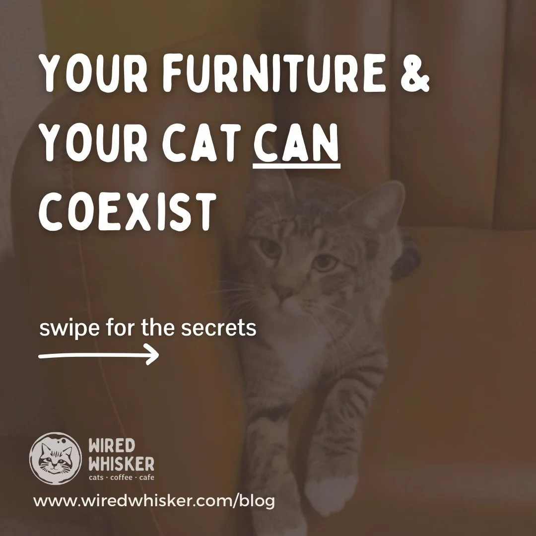 The well-being of your furniture doesn't have to be at risk when there's a cat in your home. We know the struggle, especially with the 13 cats in our cat lounge right now, but we have solutions that are tested and approved! You may see some of these 