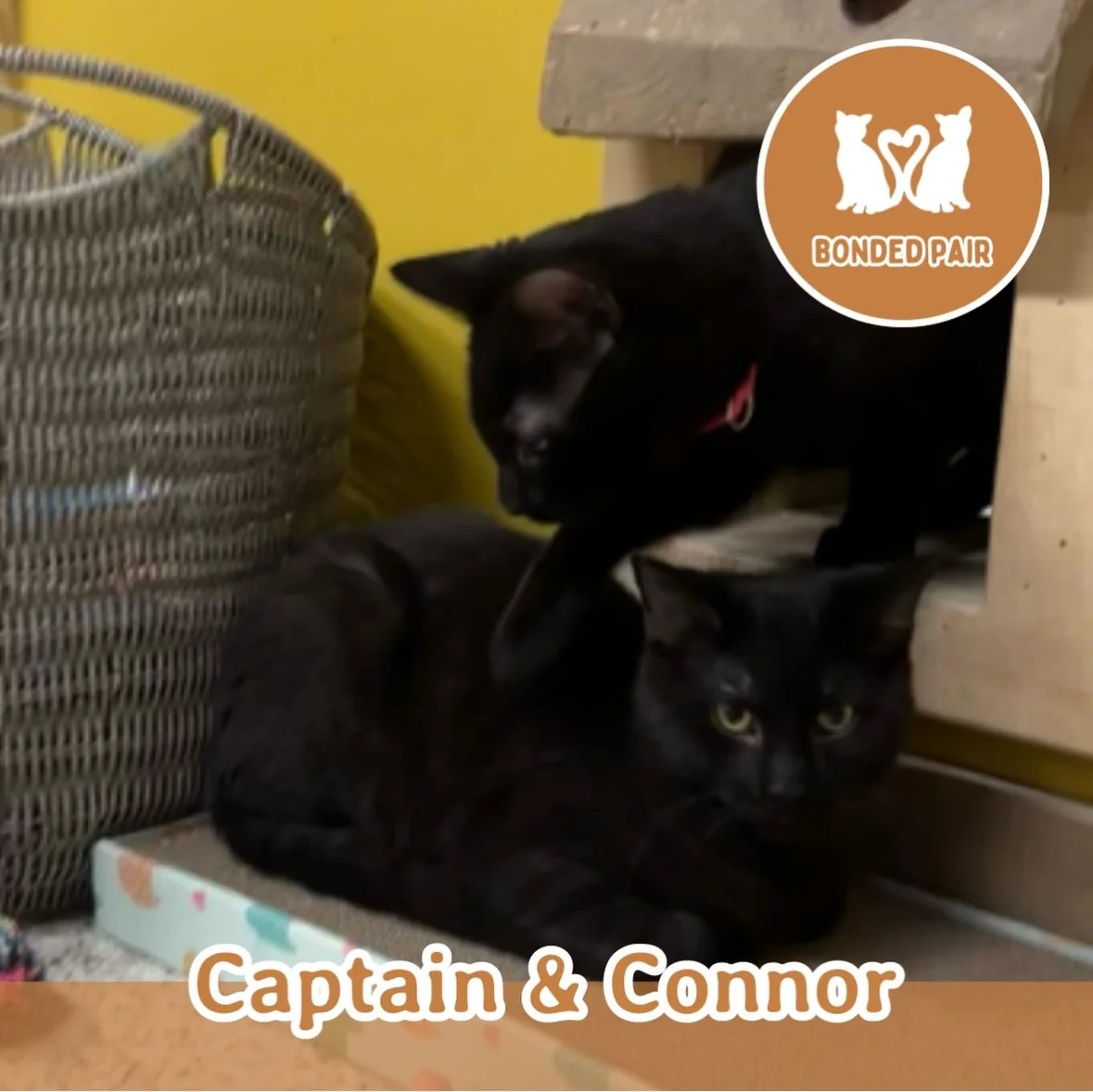 🐾 ADOPTION SPOTLIGHT: CAPTAIN AND CONNOR 🐾

Captain and Connor are two adorable 6-month-old black void kitties who balance each other beautifully. Sleek, shiny, and full of charm, these boys may look similar at first glance, but their personalities