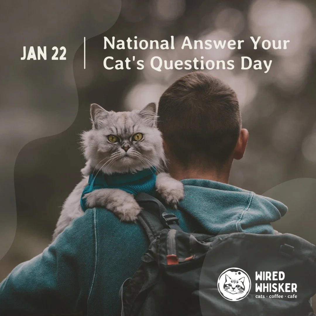 🐱💭 Curiosity might have confused the cat, but today on National Answer Your Cat's Questions Day, it's time to turn the tables! Have you ever wondered what's going through your feline friend's mind? Today's the day to get creative and imagine what t