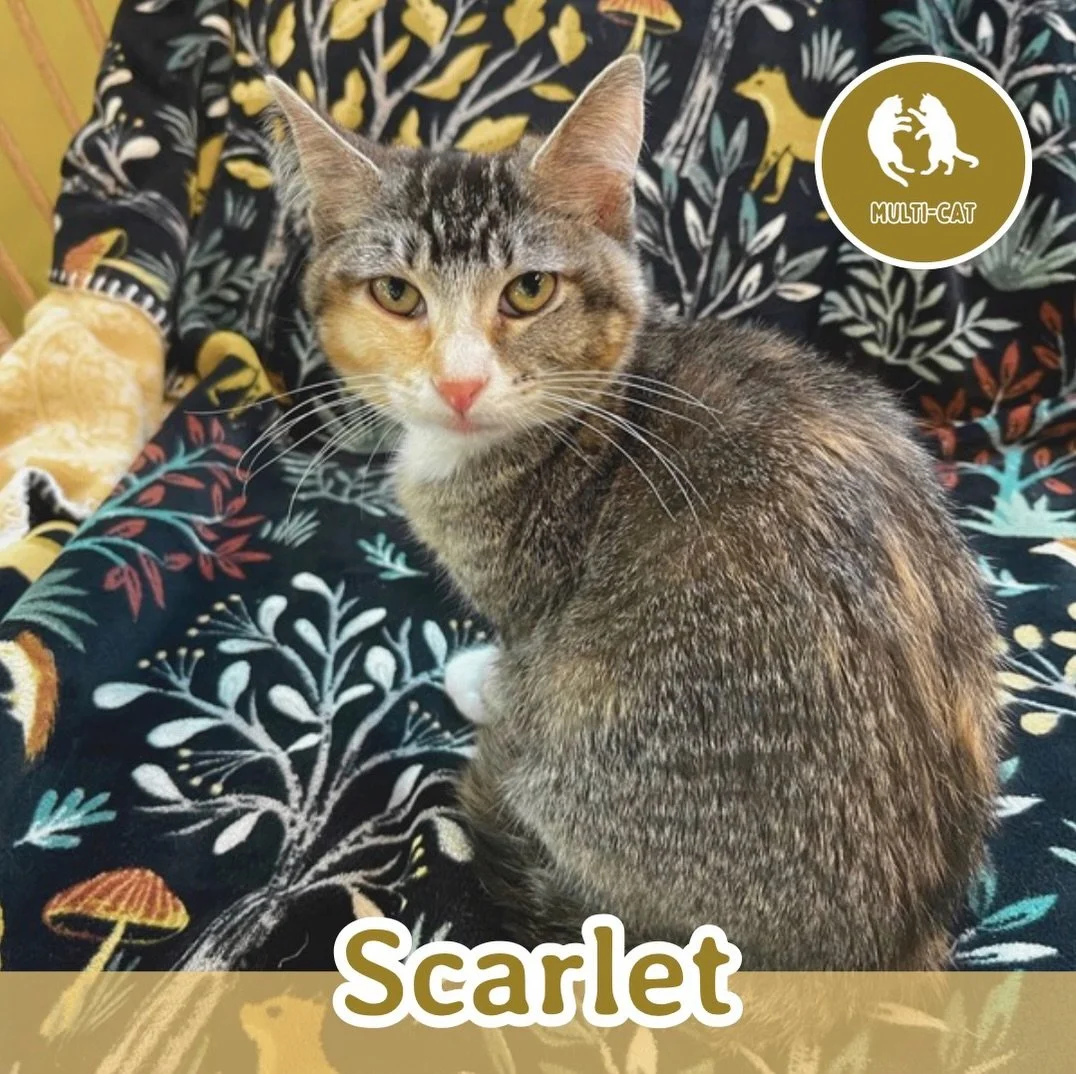 🐾 ADOPTION SPOTLIGHT: SCARLET 🐾

Meet Scarlet, small but mighty with a big personality packed into a tiny frame! At just 4 months old, Scarlet is full of confidence and kitten energy. She loves to play, chase, and pounce, and don&rsquo;t let her si