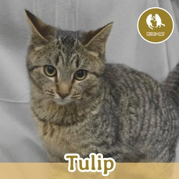 🐾 ADOPTION APPLICATION: TULIP 🐾

Meet Tulip, a sweet little social butterfly with a playful heart and a snuggly soul. Tulip is the sister of Thistle, Timber, and Twister, and she loves nothing more than playing and cuddling with all her friends. Wh