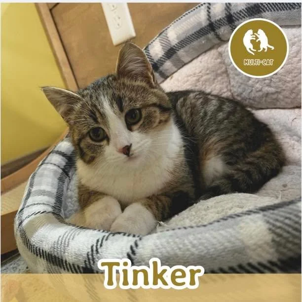 🐾 ADOPTION SPOTLIGHT: TINKER 🐾

Meet Tinker, a tiny spark of joy with a playful spirit and a heart made for cuddles!  At just 6 months old, Tinker is full of kitten energy. He loves to play, chase, pounce, and turn just about anything into a toy. W