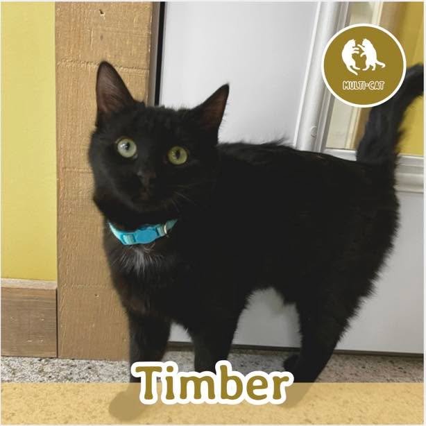 🐾 ADOPTION SPOTLIGHT: TIMBER 🐾

Meet Timber, a lovely little lady with a big voice and a playful heart. Timber is the sister of Tulip, Thistle, and Twister, and she fits right in with this chatty crew. At 6 months old, Timber is just as vocal as he
