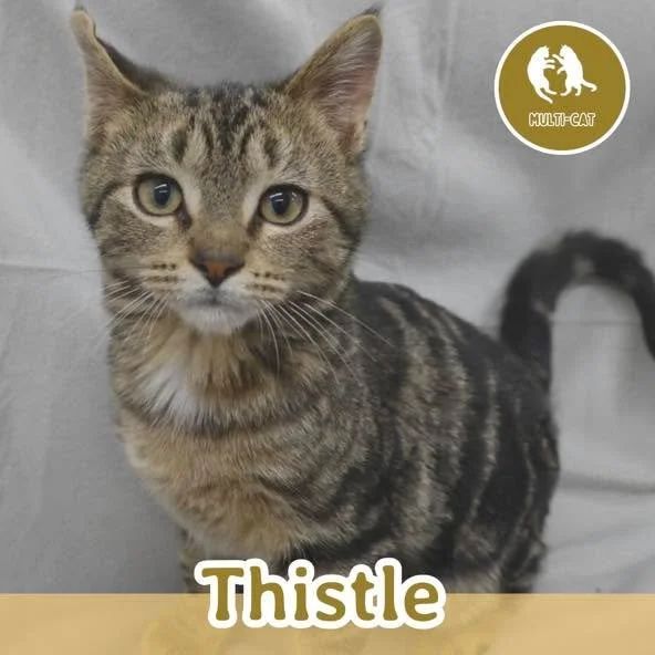 🐾 ADOPTION SPOTLIGHT: THISTLE 🐾

Meet Thistle, a charming little guy with a big voice and an even bigger heart. Thistle is the brother of Tulip, Timber, and Twister, and he definitely stands out with his super chatty, adorably demanding personality