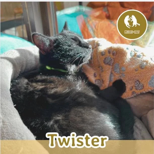 🐾 ADOPTION APPLICATION: TWISTER 🐾

Meet Twister, a sleek little black void with a playful spirit and a lot to say. Twister is the brother of Tulip, Thistle, and Timber, and at 6 months old he&rsquo;s full of kitten energy and personality. This chat
