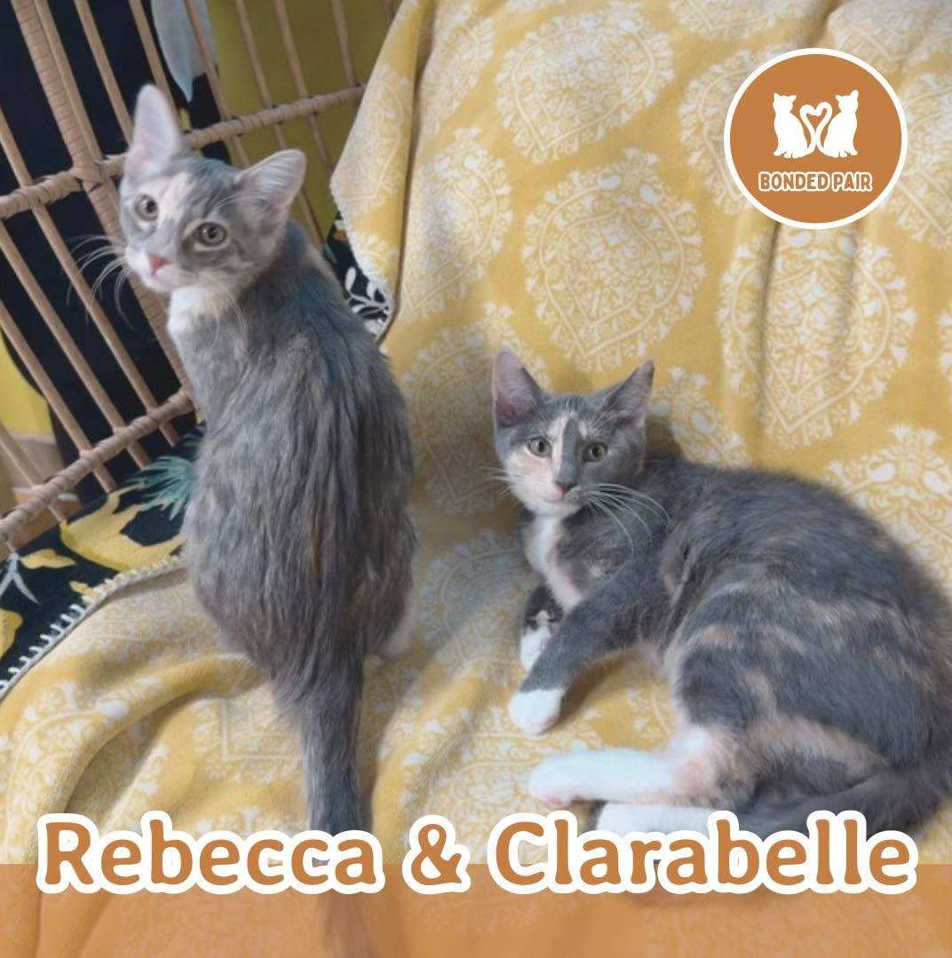 🐾 ADOPTION SPOTLIGHT: REBECCA AND CLARABELLE 🐾
❤️ BONDED PAIR ❤️

Rebecca and Clarabelle are an inseparable pair of kitten sisters looking for a forever home together. Full of energy, personality, and charm, these two bring nonstop fun and affectio