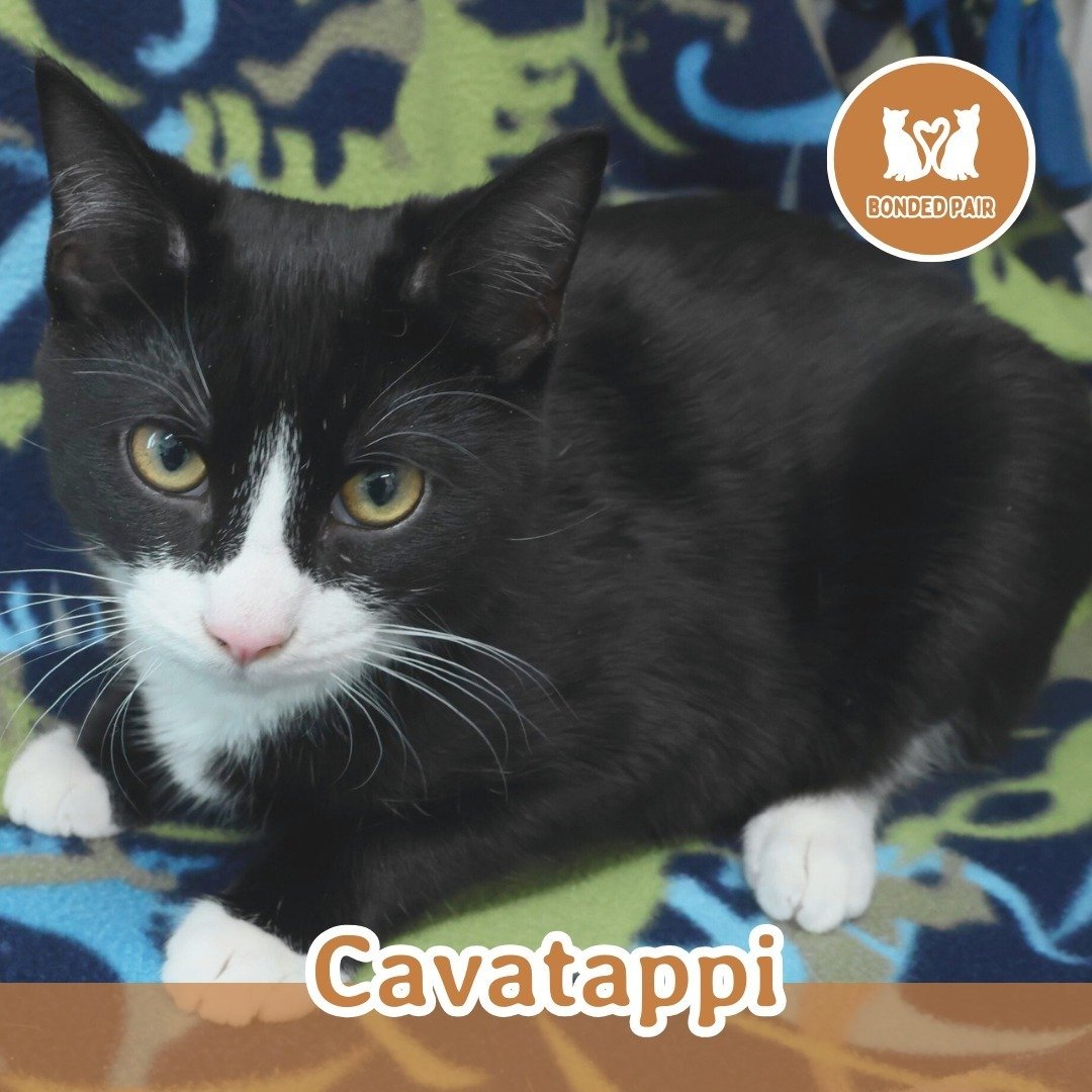 🐾 ADOPTION SPOTLIGHT: CAVATAPPI &amp; CAVATELLI 🐾
BONDED PAIR 

Meet Cavatappi and Cavatelli (black-dotted nose), a delightful duo of tuxedo brothers who are twice the fun and twice the love. These handsome boys are the perfect pair, balancing play