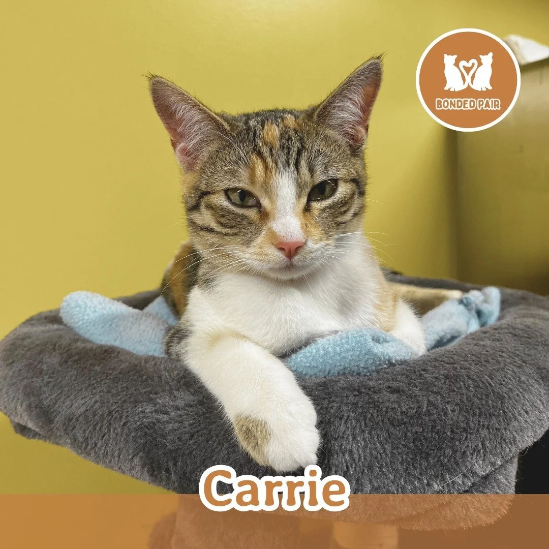 🐾 ADOPTION SPOTLIGHT: CARRIE AND CAL 🐾
BONDED PAIR 

Meet Cal and Carrie, a bonded pair with the perfect balance of cool confidence and playful spark. Cal is a handsome brown tabby with a laid-back, easygoing vibe. He&rsquo;s the calm observer of t