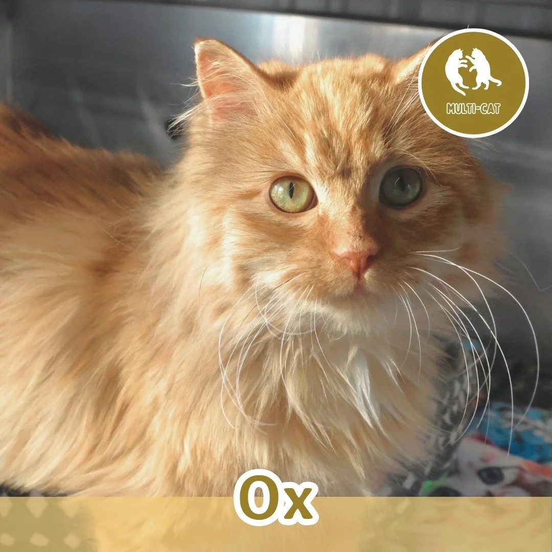 🐾 ADOPTION SPOTLIGHT: OX 🐾

Meet Ox, a fluffy longhaired orange tabby with a big personality and, well&hellip; not too many braincells. What he may lack in strategy, he more than makes up for in charm. This lovable goofball keeps life interesting w