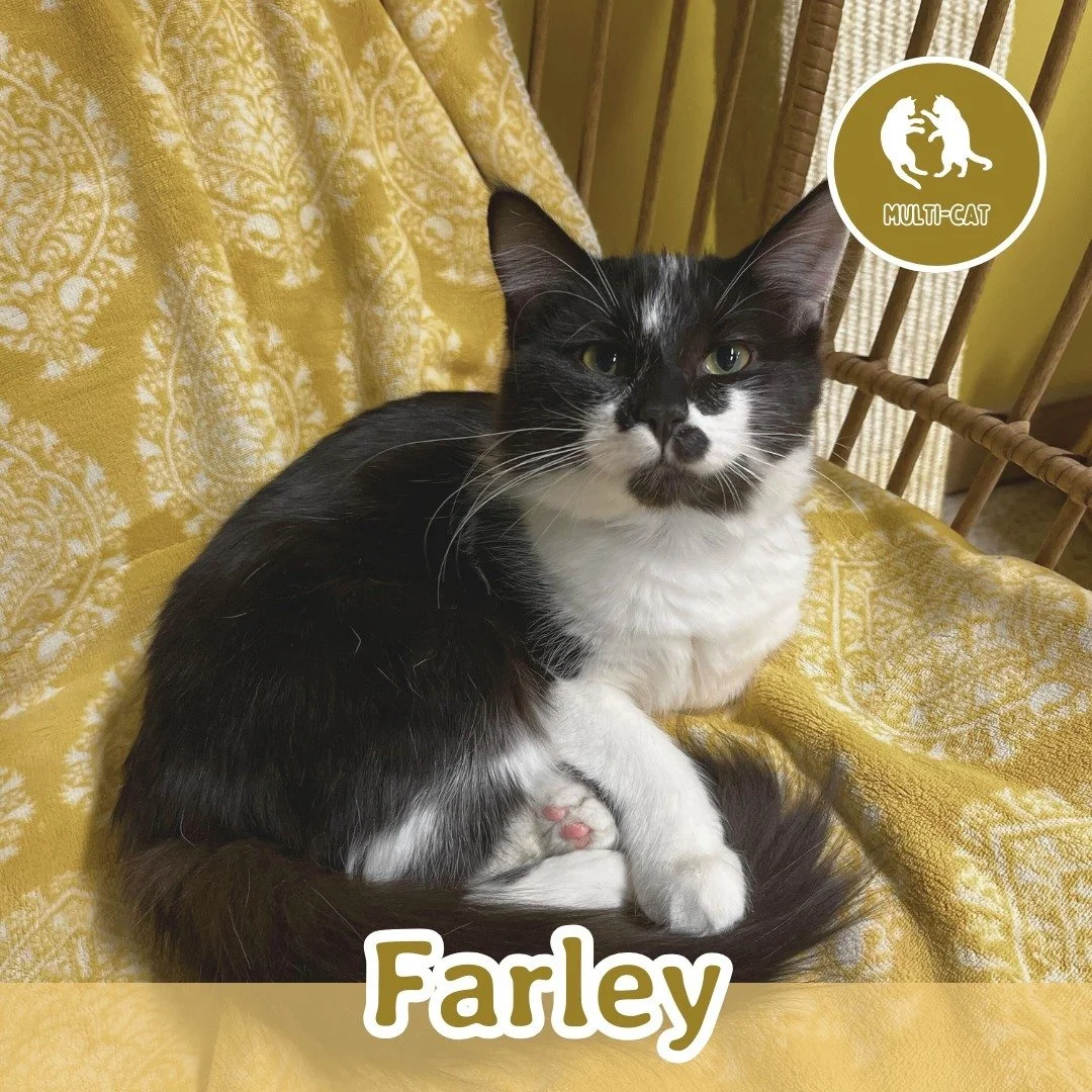 🐾 ADOPTION SPOTLIGHT: FARLEY 🐾

Meet Farley, a charming tuxedo boy sporting a royal purple collar and a heart as sweet as can be. Brother to Thomas and Oliver, Farley brings a perfect mix of playful energy and loving affection to the trio.

This sw