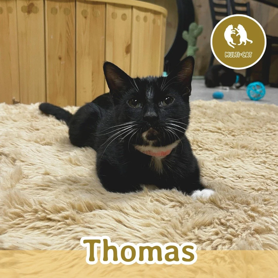 🐾 ADOPTION SPOTLIGHT: THOMAS 🐾

Meet Thomas, a handsome tuxedo boy with a light pink collar and a gentle, thoughtful nature. Brother to Oliver and Farley, Thomas may be the quieter one of the trio, but his sweet personality speaks volumes.

This ca