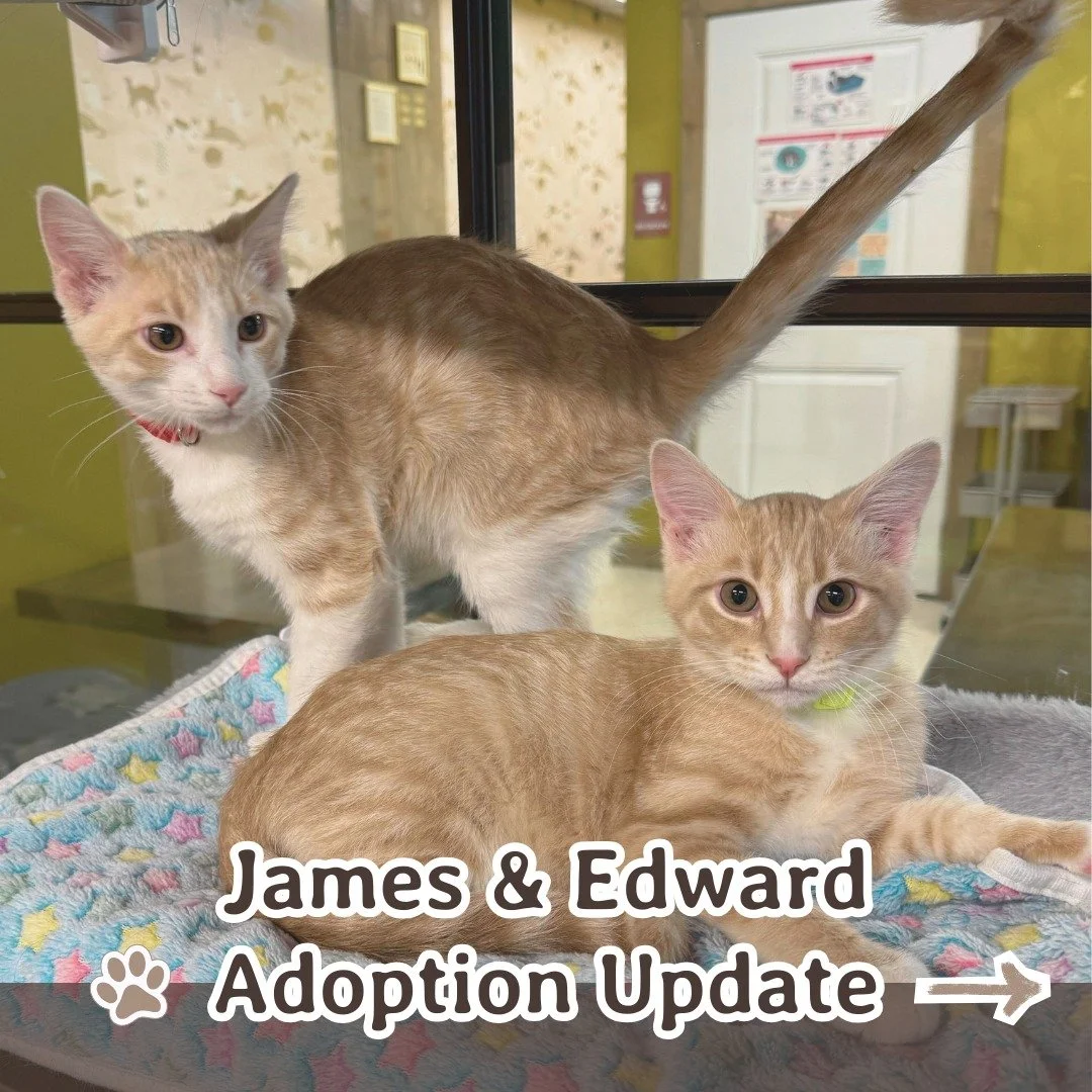 Swipe for photos of James and Edward in their new home! How cute are these besties?! 💕

#adoptionjourney #adoptionupdate #rescuecats #bondedpair