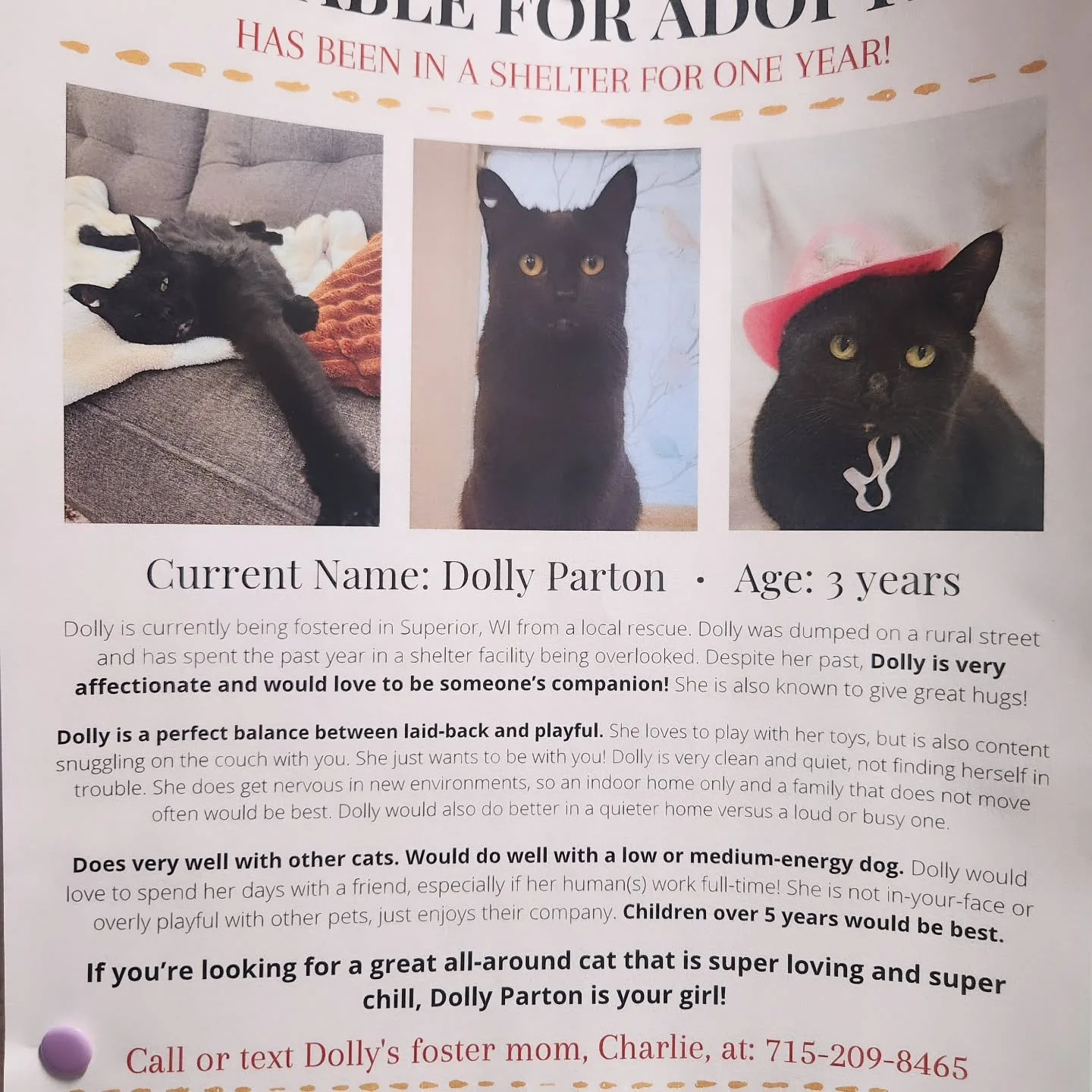 Dolly Parton has been in shelter for a year - working 9 to 5 in search of her forever home, but continued to get overlooked. She may not be a fancy Calico called 'Jolene,' but this powerful woman will always love you! 
💕👢💎🐈&zwj;⬛️ Are you kidding