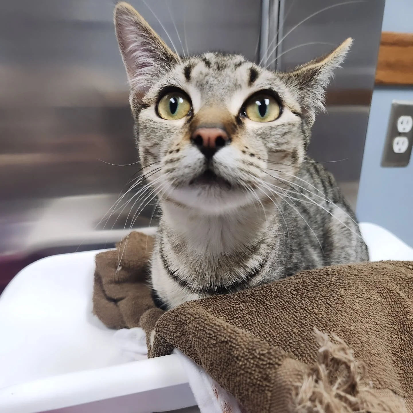 Sweet Cal headed to @duluthveterinaryhospital this week to check out a cough he's been having and we'll be back next week for chest xrays to rule out asthma. After a big confident stretch out of his carrier, he was purring so loudly during his exam t