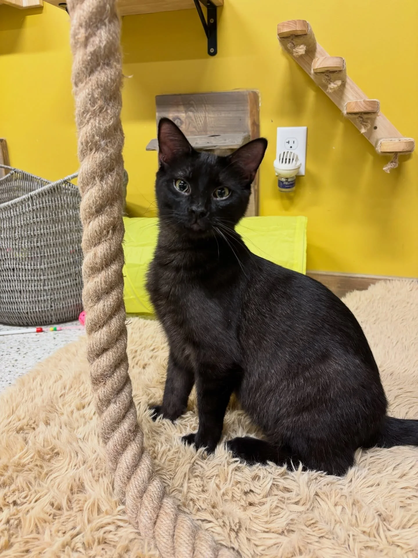 Adorable AND adoptable?!?! That&rsquo;s our specialty 😻

We have cats in lots of personalities and colors that are looking for homes! Come meet them in our cat lounge or read their bios on our website 🐾 

#adoptablecat #rescuecatsrule