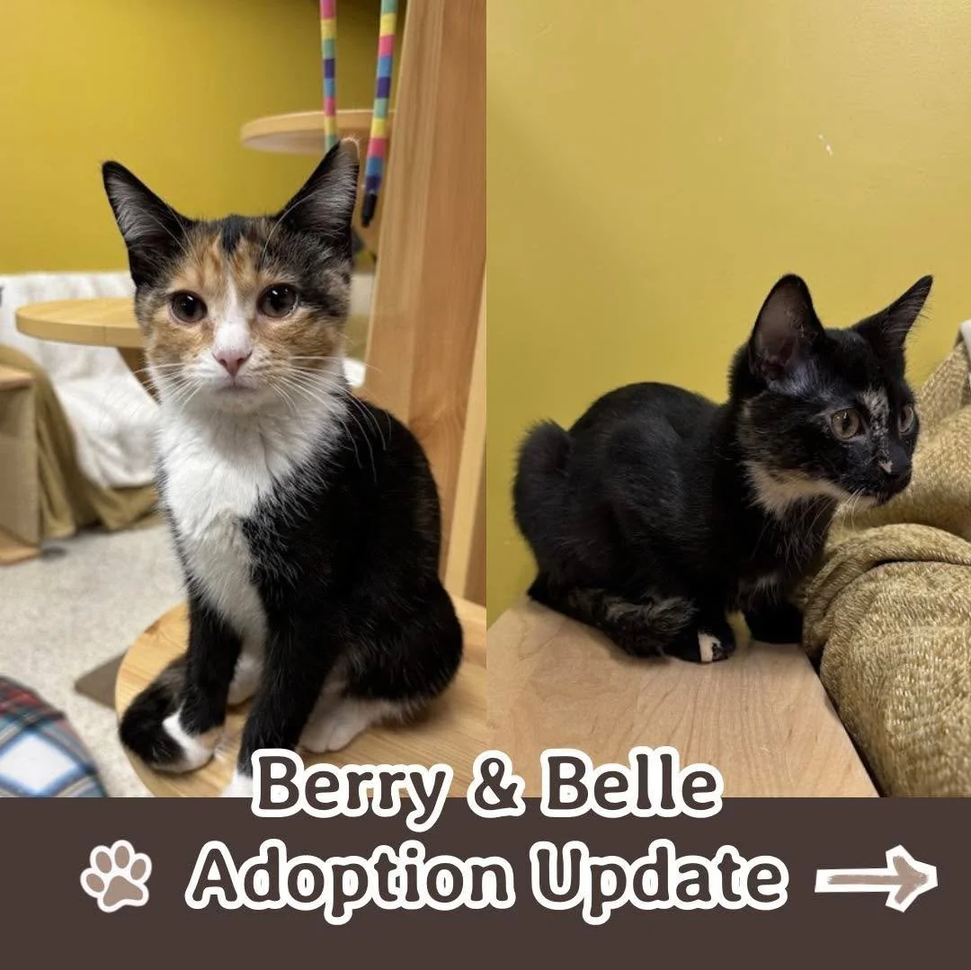 Update photos from Belle (now Nadine) and Berry&rsquo;s (now Dianne) parents 🐾 ❤️ 

Nadine and Dianne&rsquo;s favorite hobbies are lounging in the window, snuggling each other and their humans, and snacking on Churu and freeze dried minnows! Their p