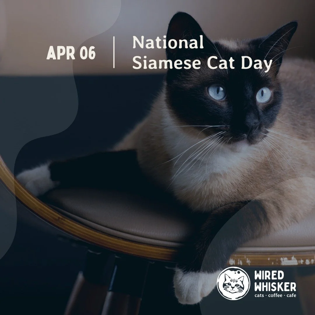 Today is National Siamese Cat Day, a day to celebrate the elegant and affectionate Siamese cat! These talkative blue-eyed beauties have been charming cat enthusiasts around the world with their striking looks and loving companionship. 😻💙 
From thei