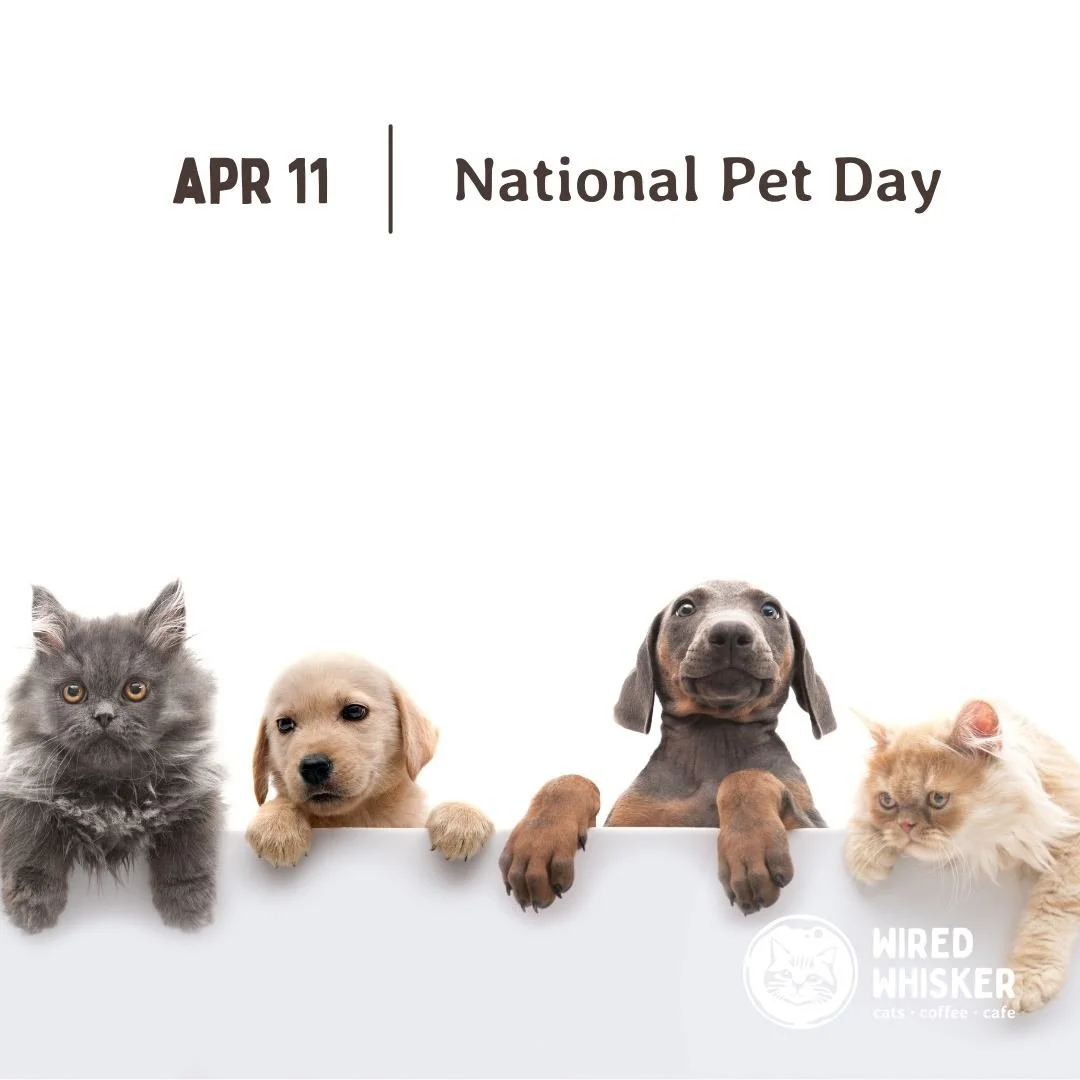 It&rsquo;s National Pet Day &ndash; a day to celebrate the joy and companionship our pets bring into our lives every single day! Whether they have fur, feathers, scales, or something in between, today is about extra snuggles, treats, and attention fo