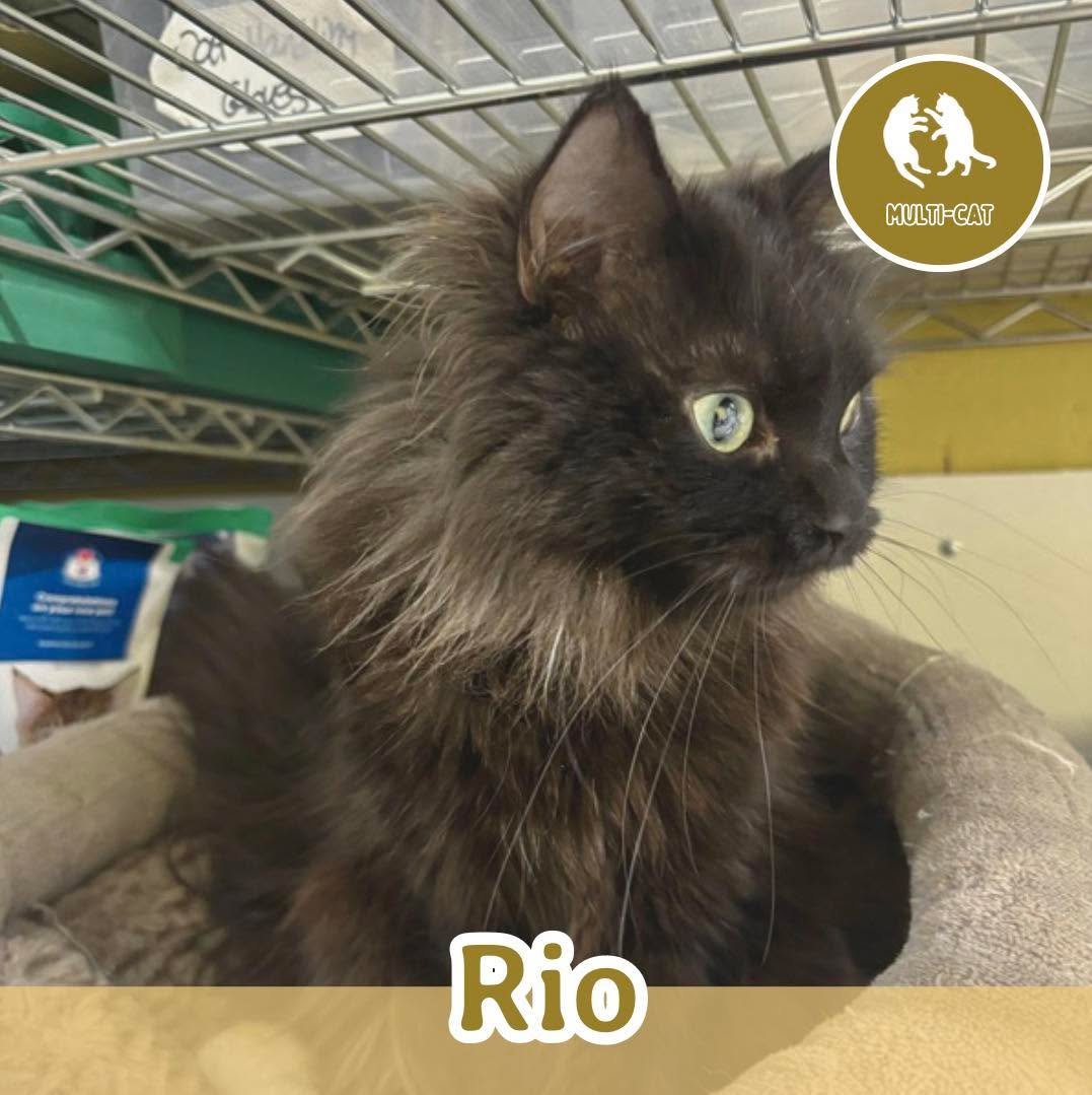 🐾 ADOPTION SPOTLIGHT: RIO 🐾

Meet Rio, a gentle and delicate little lady with a shy side and a heart full of quiet affection. She may take a little time to feel comfortable in new surroundings, but with patience and kindness, Rio begins to show jus