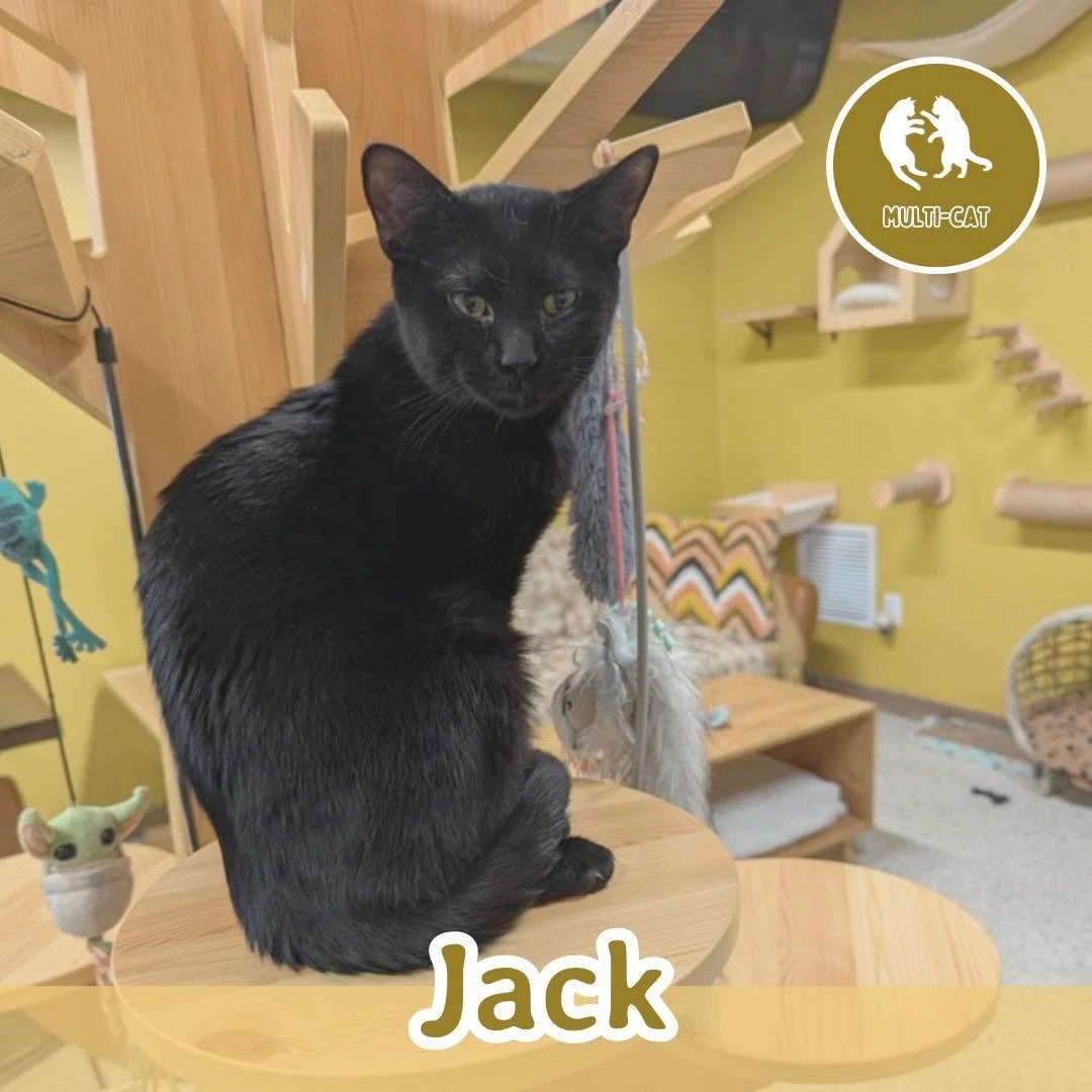 🐾 ADOPTION SPOTLIGHT: JACK 🐾 

Meet Jack, a sleek and handsome little &ldquo;black void&rdquo; with a quiet charm and a gentle soul. He may blend into the background at first, but give him a little time and you&rsquo;ll discover a sweet, sensitive 