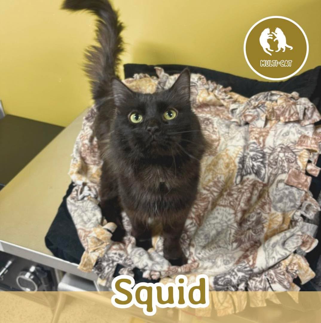 🐾 ADOPTION SPOTLIGHT: SQUID 🐾

Meet Squid, a gorgeous long-haired black kitty with a soft, fluffy coat and an even softer heart. This sweet boy is the definition of a cuddle bug, always happiest when he&rsquo;s curled up in a warm lap or snuggled c