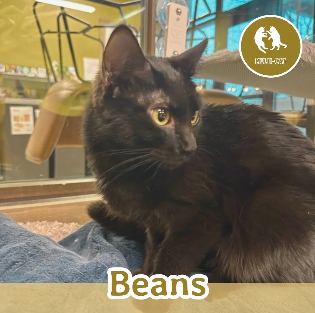 🐾 ADOPTION SPOTLIGHT: BEANS 🐾

Meet Beans, a gentle little sweetheart with a playful spirit and a heart full of love. This adorable cuddle bug with beautiful saucer-like eyes may be a bit shy at first, taking a moment to size things up and feel saf