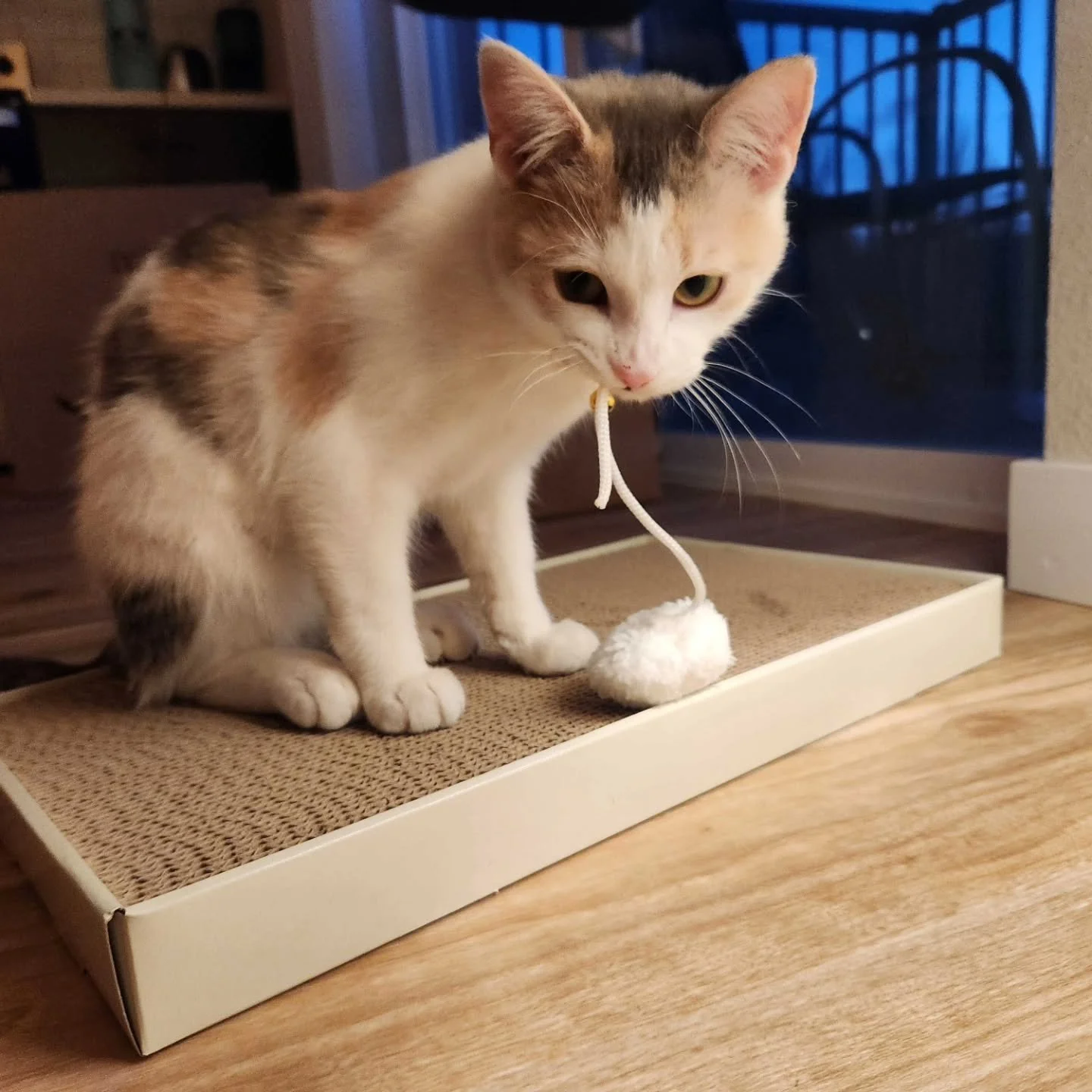 Public Service Announcement on Cat Origination at Wired Whisker

📞 Earlier Today: We received a phone call from a community member who believed a cat in our care was their missing pet. We understand how distressing it is to lose a beloved companion 