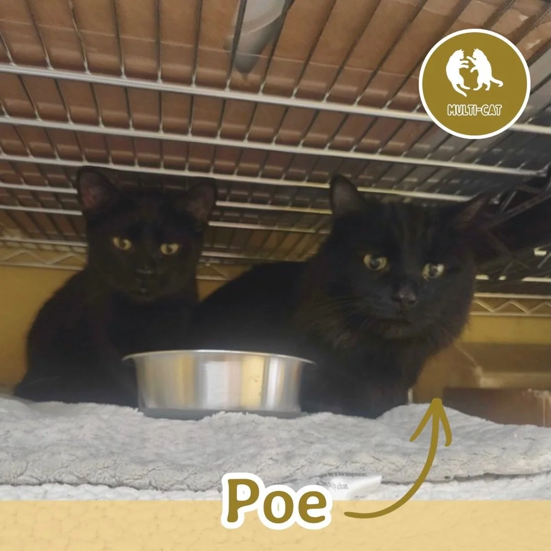 🐾 ADOPTION SPOTLIGHT: POE 🐾

Meet Poe, a quiet and sensitive soul with a gentle nature and a heart that&rsquo;s just waiting to bloom. He&rsquo;s on the shyer side and tends to take his time getting comfortable, preferring to observe the world from