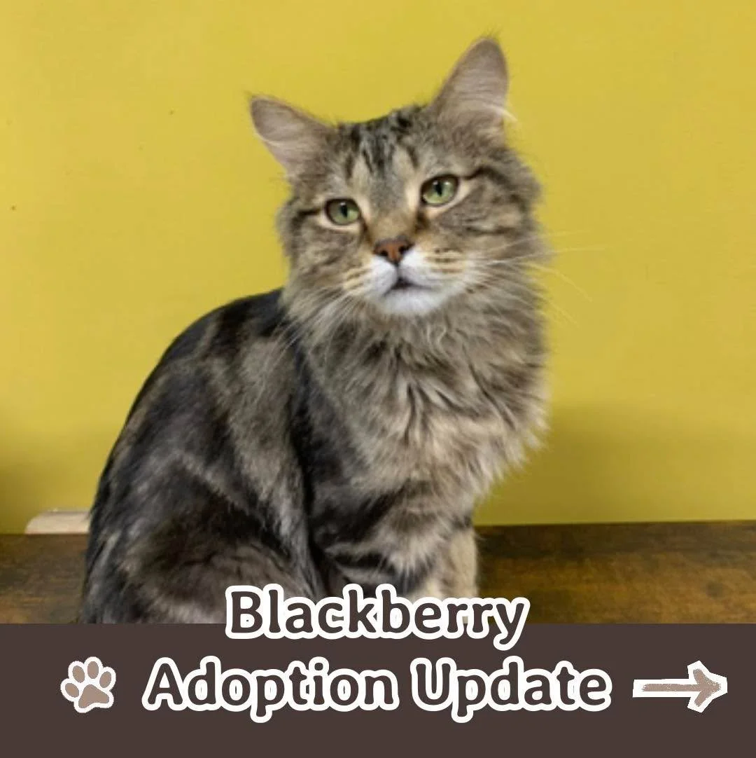 We&rsquo;re back with another Blackberry update! 🐾 This sweet boy is getting all the love in his new home! He&rsquo;s silly, adventurous, and an absolute cutie pie!!

Share your update photos to be featured on our socials!