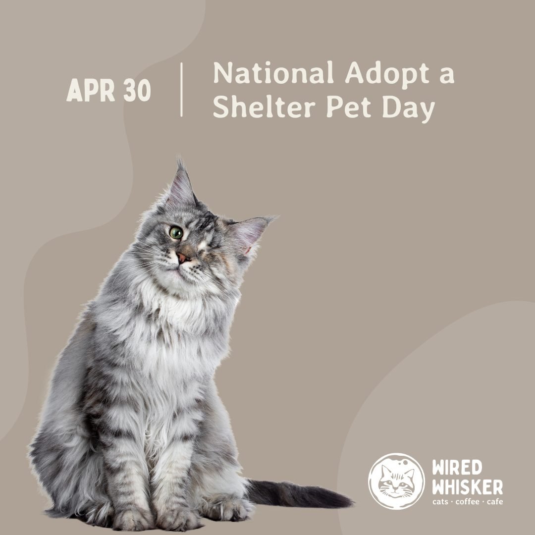 It's National Adopt a Shelter Pet Day! 🎉 Today shines a spotlight on all the amazing shelter pets waiting for their forever homes. These potential furry family members come with endless love and gratitude. ❤️
If you've been considering adding a four