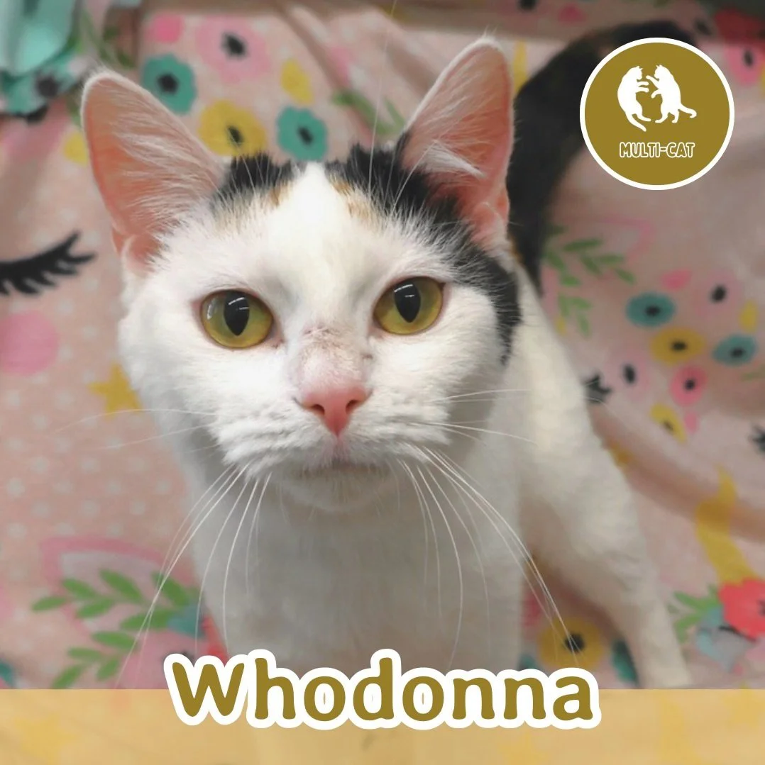 🐾 ADOPTION SPOTLIGHT: WHODONNA 🐾 

Meet Whodonna, a stunning calico beauty with a heart as warm as her signature biscuit-making skills. This affectionate girl has a special talent for turning any moment into a cozy one, happily kneading away while 