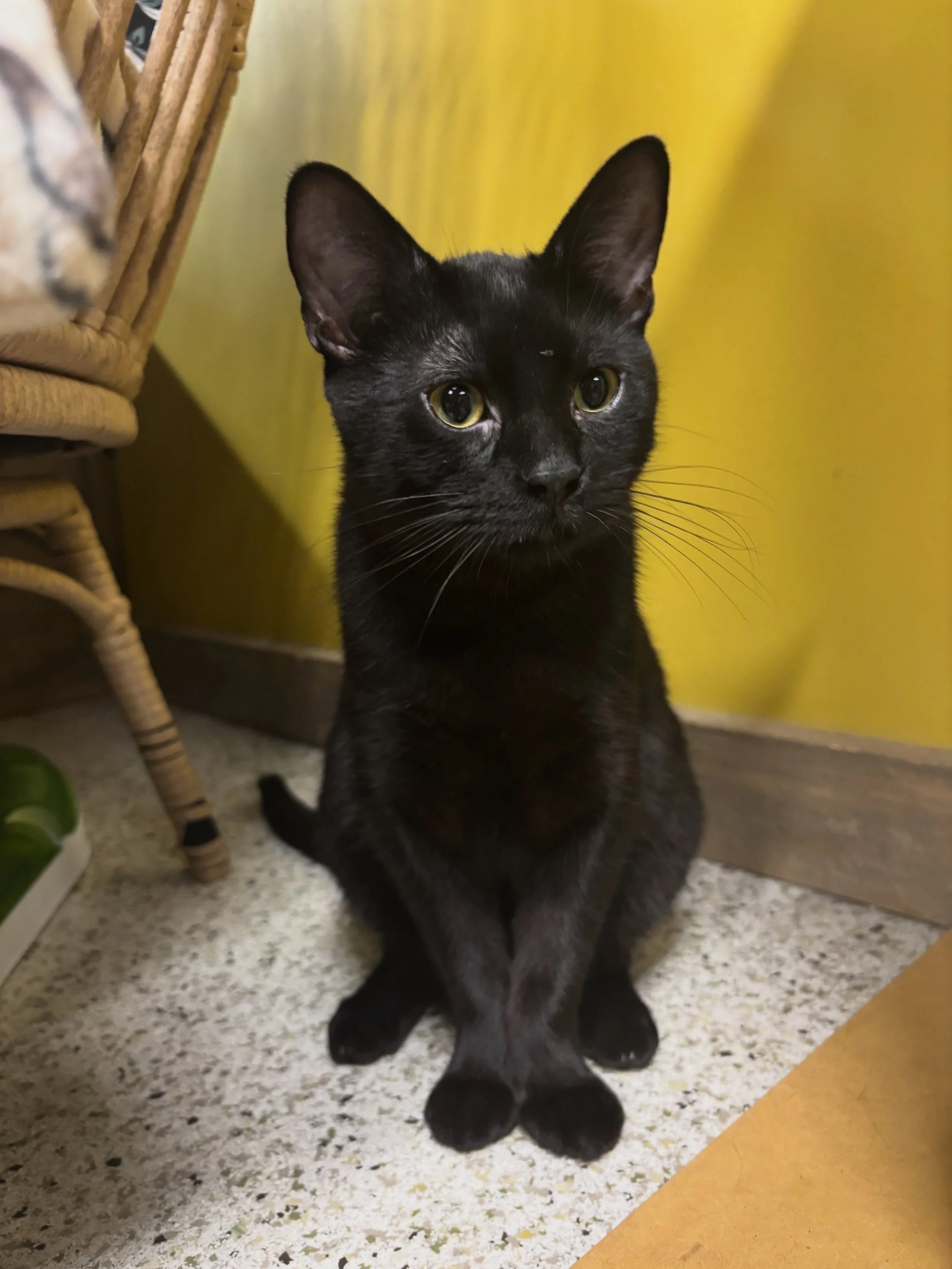 Black cat appreciation post 🐈&zwj;⬛🖤

We have lots of black cats in our care right now, and we wanted to share their charm with you! Come see their purrsonalities in our cat lounge&mdash;the link to book a spot is in our bio 🐾 

#blackcat #blackca