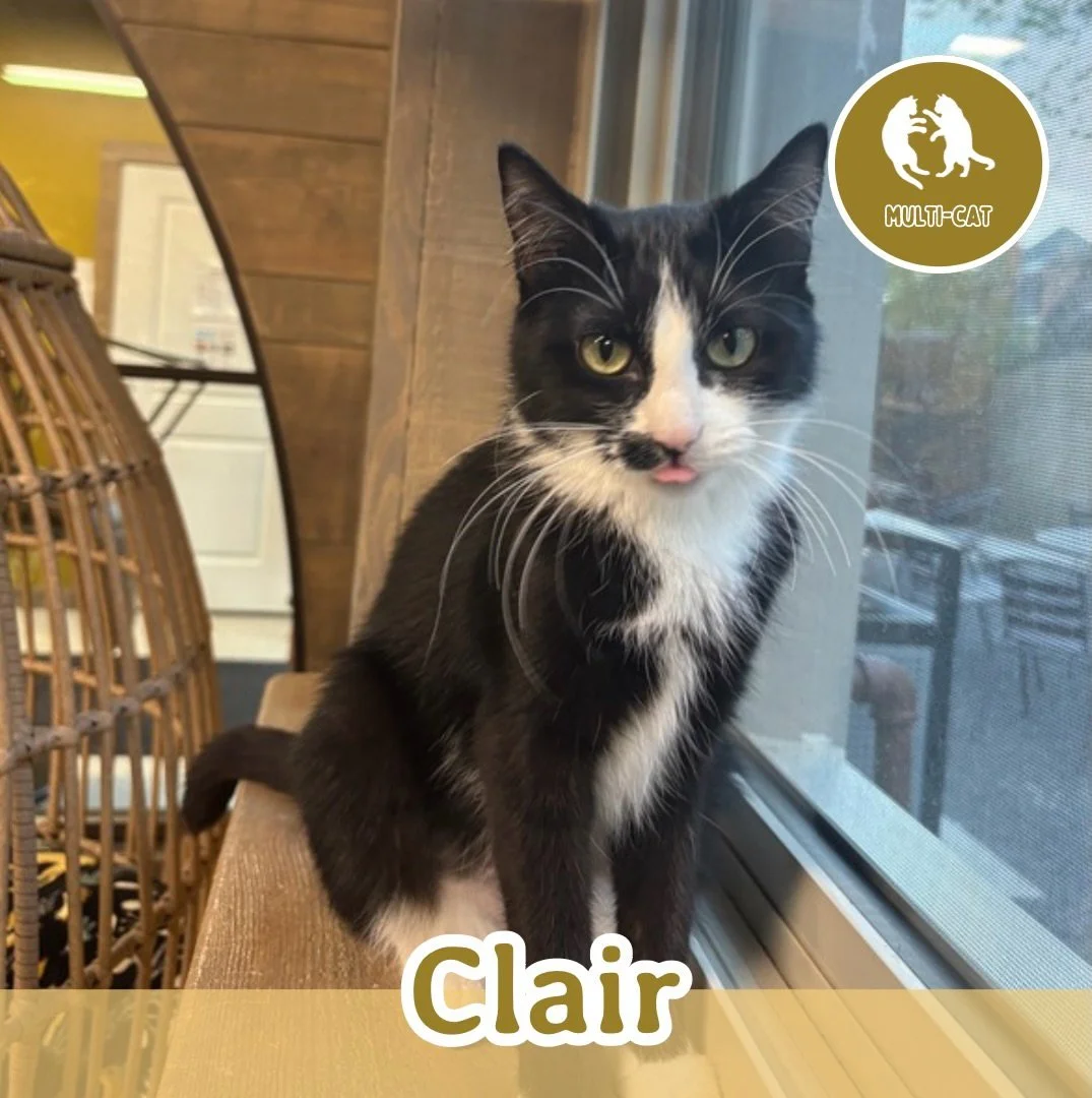🐾 ADOPTION SPOTLIGHT: CLAIR 🐾

Meet Clair, a sweet and affectionate cuddle bug with a calm confidence and a heart full of love. She adores gentle attention, especially chin scratches, and will happily lean in to let you know exactly where the good 