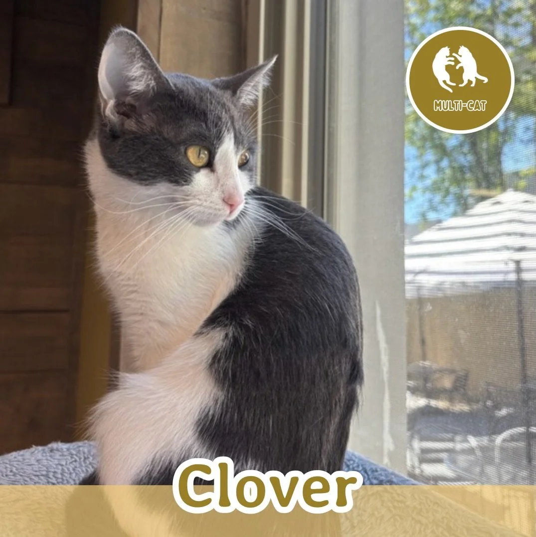 🐾 ADOPTION SPOTLIGHT: CLOVER 🐾 

Meet Clover, a spirited little girl with just the right amount of sass and a heart that&rsquo;s truly made of gold. She knows how to make her presence known and isn&rsquo;t afraid to share her opinions, but undernea