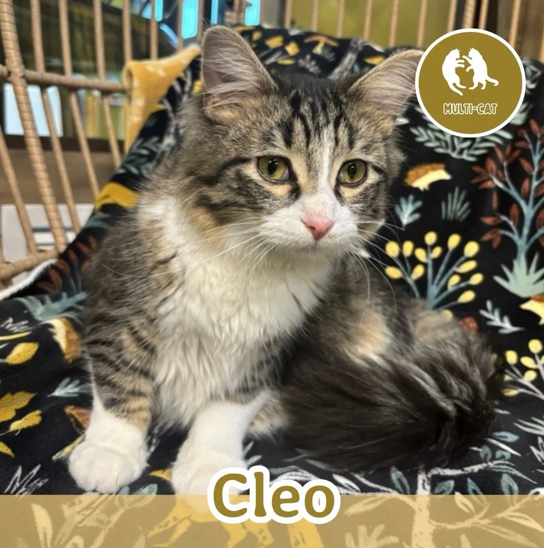 🐾 ADOPTION SPOTLIGHT: CLEO 🐾 

Meet Cleo, a sweet and playful boy with a zest for life and a heart full of love. This handsome guy is always ready for fun, whether he&rsquo;s chasing toys, pouncing on anything that moves, or zooming around the room
