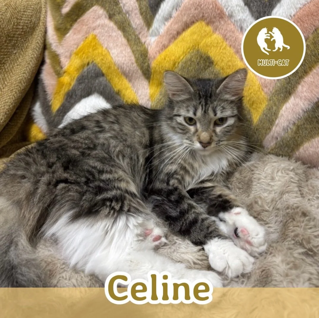 🐾 ADOPTION SPOTLIGHT: CELINE 🐾 

Meet Celine, a sweet and gentle girl with a quieter personality and a whole lot of charm. She may not be the first cat to demand the spotlight, but her soft nature and adorable head tilts make her absolutely unforge