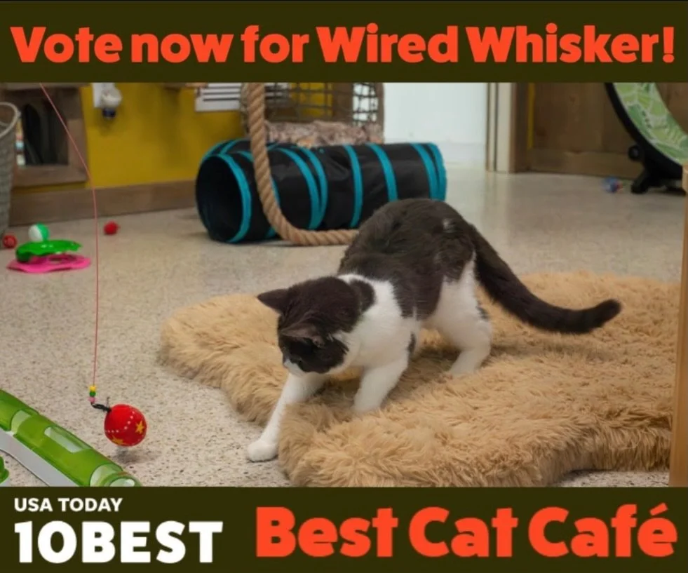 We have been nominated for USA TODAY&rsquo;s Best Cat Caf&eacute; award! 20 cat caf&eacute;s from all across the United States were recognized for a @10best opportunity, and we would love your support 🐾 &hearts;️ 

Every day, you can cast your vote 