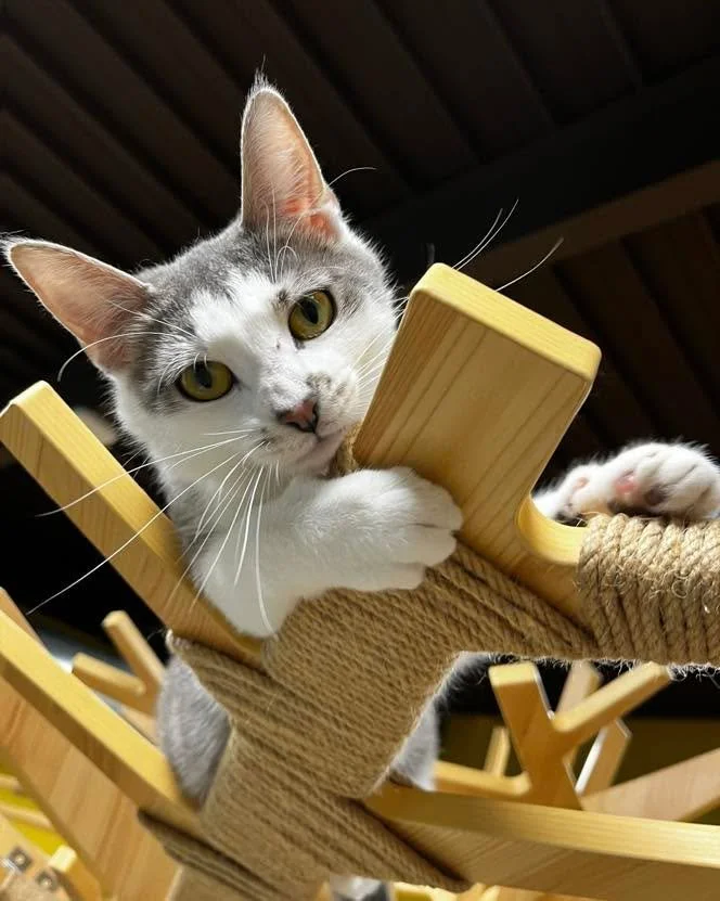 Some recent flicks from the cat lounge 📸 

Featuring zoomie moments, bestie bonds, and cozy naps 🐾  All of our kitties are paws-itively adorable, aren&rsquo;t they?? 

Make a booking to visit these cuties at wiredwhisker.com or click the link in ou