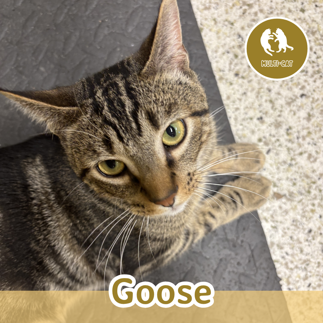 Goose.png