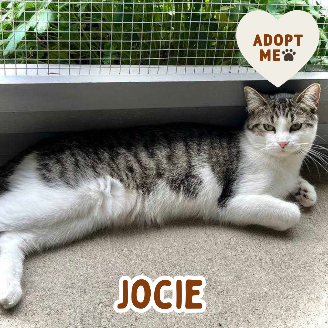 jocie.png