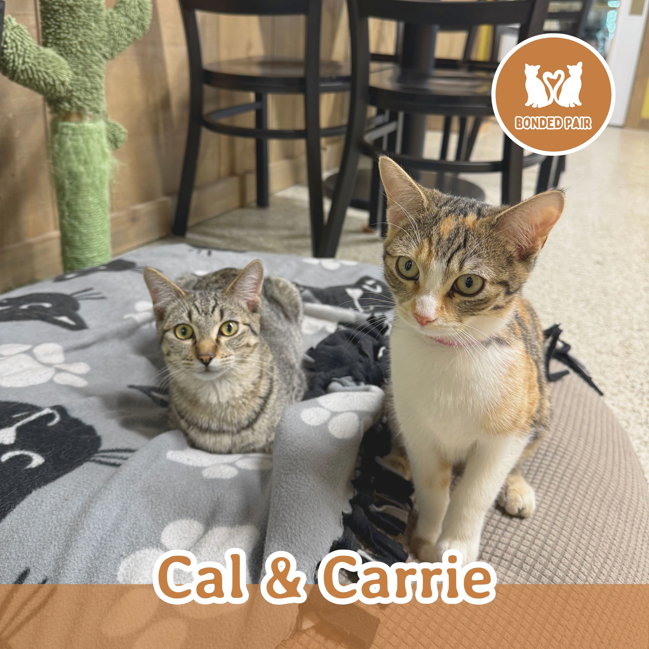 carrie and cal.png