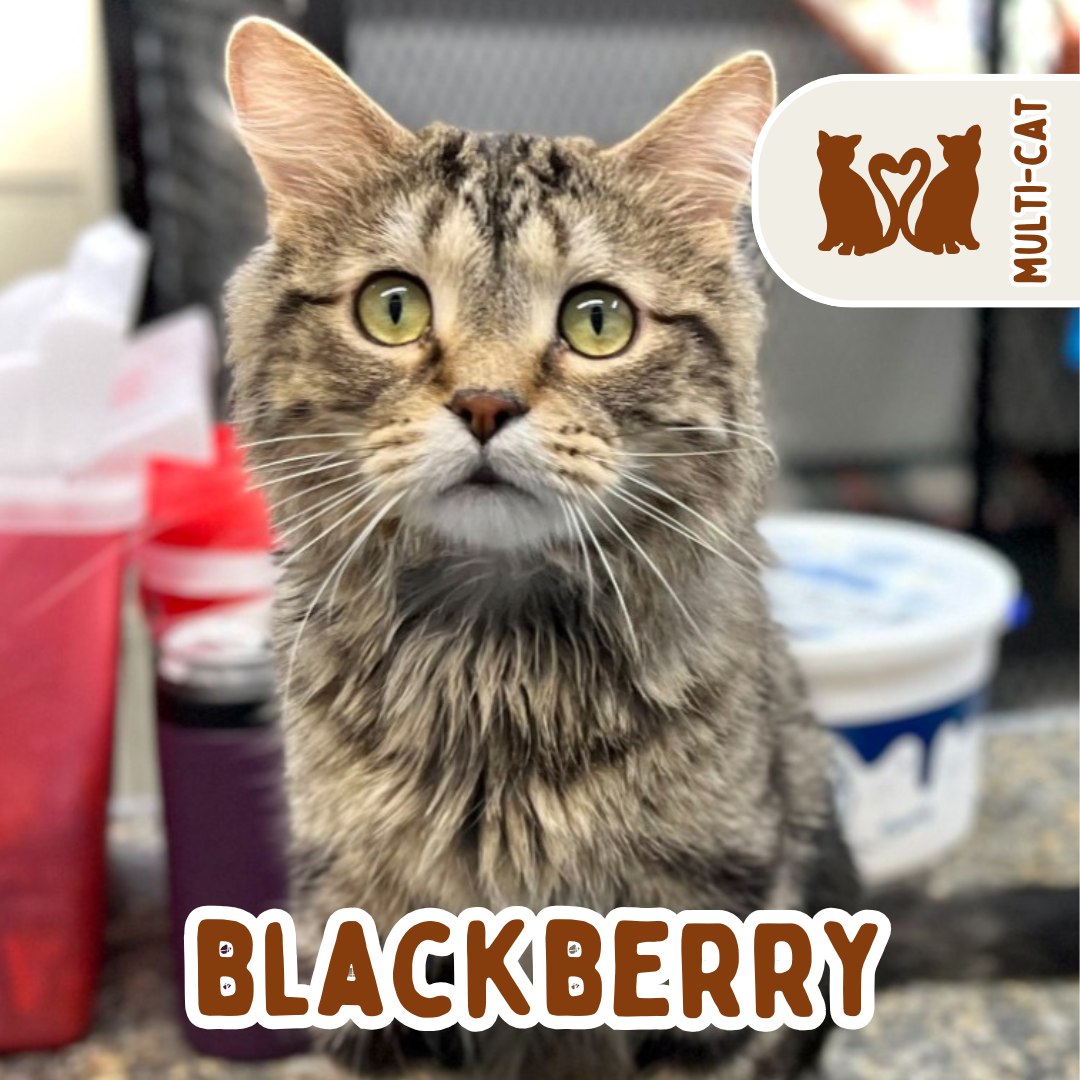blackberry.png